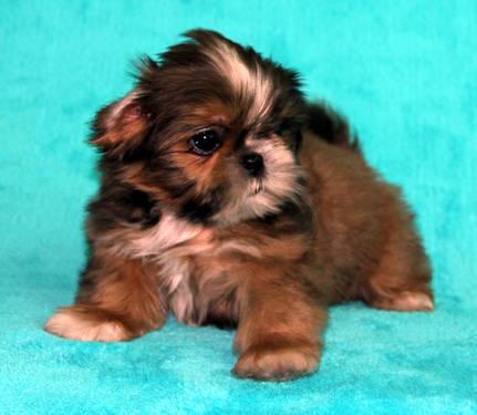 Adorable Imperial Size Shih Tzu