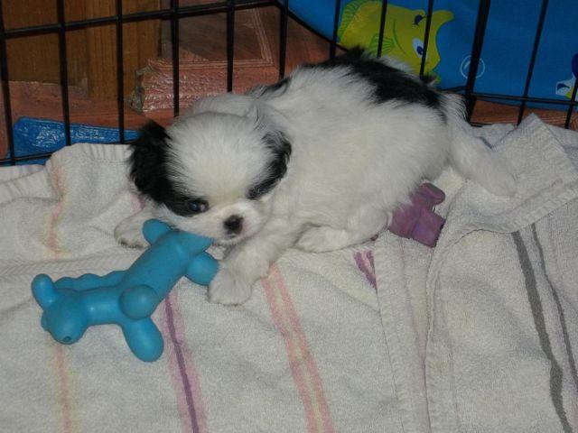 Adorable Japanese Chin puppies - 9 weeks old (two left)