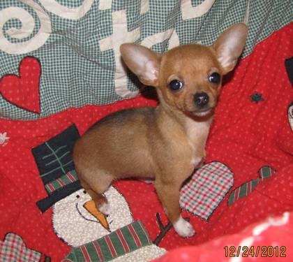 ADORABLE LITTLE CHIHUAHUA PUP!