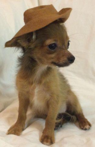Adorable Long-Haired Chihuahua Puppies for Adoption