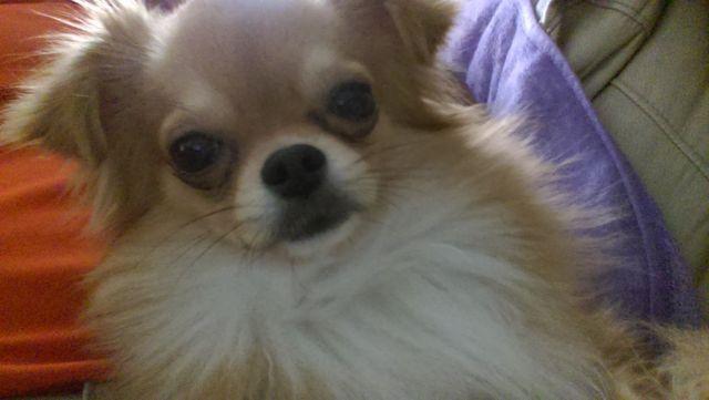 Adorable Long Haired Purebred Chihuahua looking for new home ! : )