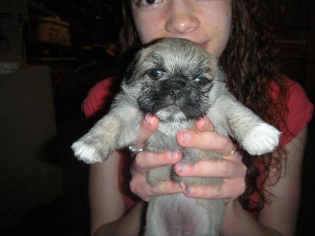 Adorable Loving Long Hair Baby Pugs looking for FOREVER HOME