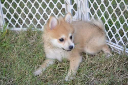Adorable Male and Female Purebred Pomeranian Puppies - 11 Weeks