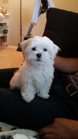adorable male maltese puppy for sale 12 weeks old