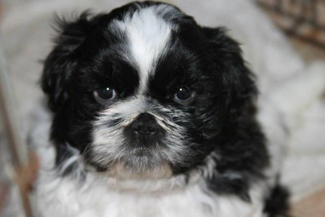 Adorable male Shih Tzu puppy. Purebred without papers