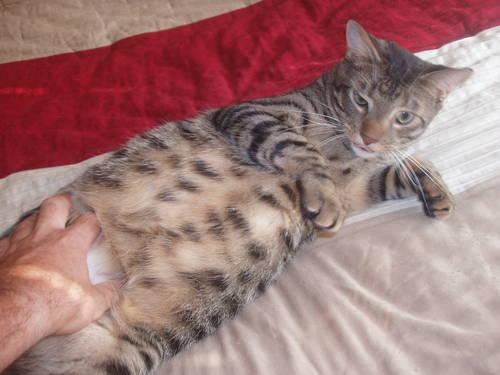 Adorable Male Tabby Cat up for adoption 1 year old