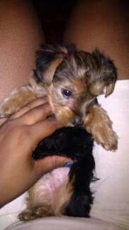 Adorable male yorkie