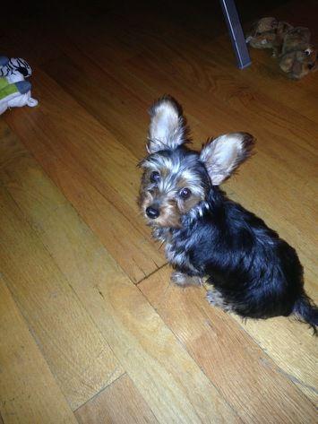 Adorable Male Yorkie 3months