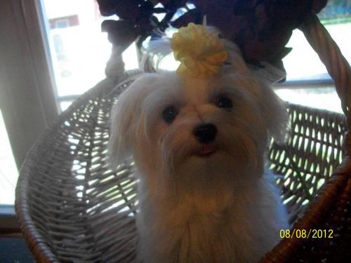 Adorable Maltese Puppies 24 weeks old price reduced!!!!