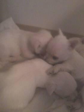 Adorable Maltese puppies ..for sale. 2 left