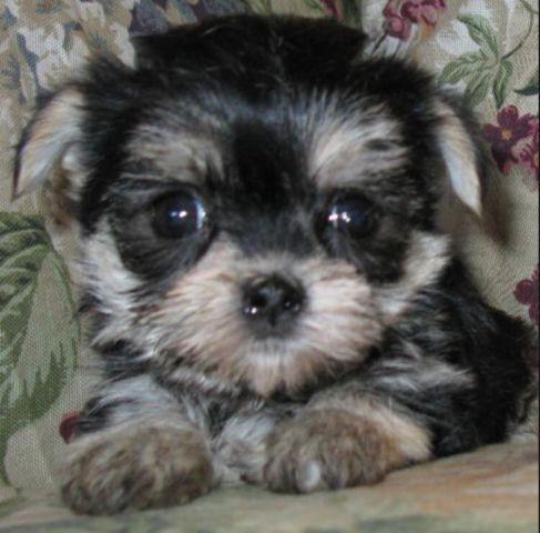 ADORABLE MORKIE PUPPIES