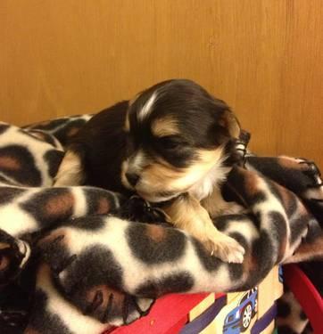 ADORABLE MORKIES AVAILABLE 8 WEEKS OLD DOB# 3/12/2013