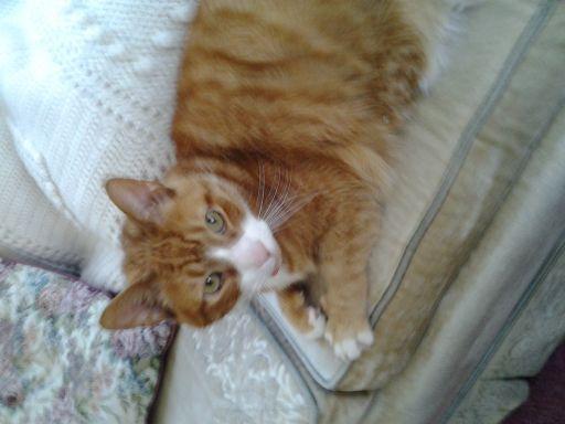 Adorable orange, male, tabby cat..10 yrs. old