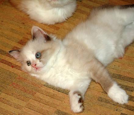 Adorable Persian Kitten Rug Hugger - 7 Weeks Old