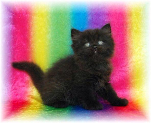 Adorable Persian kittens