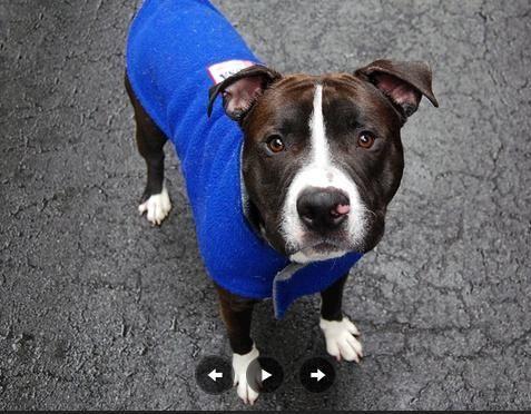 Adorable playful pittie pup Shakespeare in danger@NYC kill shelter