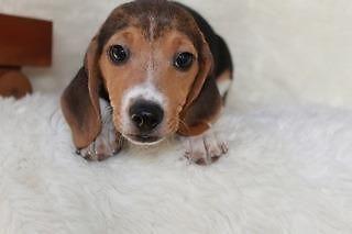 Adorable Pocket Beagle Puppies For Adoption Two Males 13 Weeks