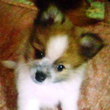 Adorable Pom Puppies 3 males ~ 3mo's old