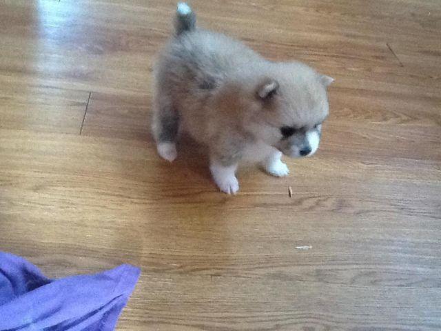Adorable pomeranian puppies ready July 26th
