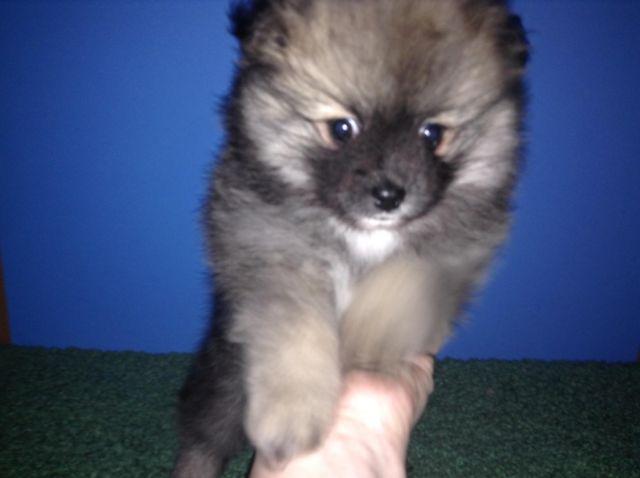 Adorable Pomeranian puppy male ready now