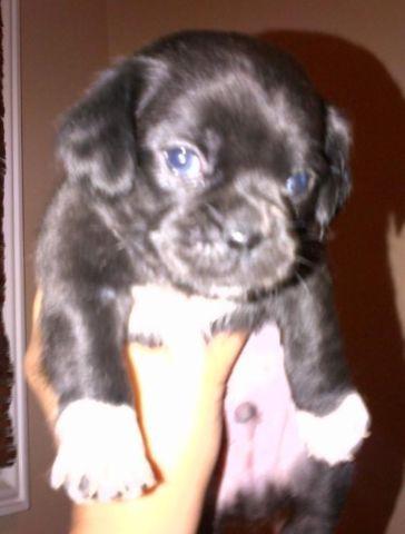 ***Adorable Puggle Pups for Sale***