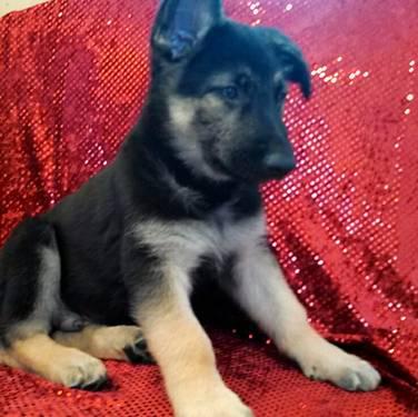 Adorable Pure-Bred German Shepherd Puppies for Sale