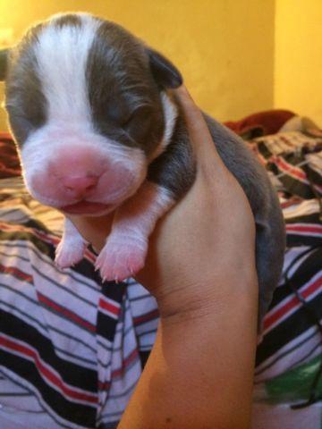 Adorable pure bred blue nose puppies for sale