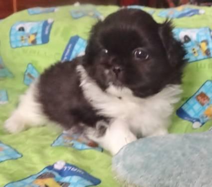 Adorable Pure Bred Pekingese Puppy