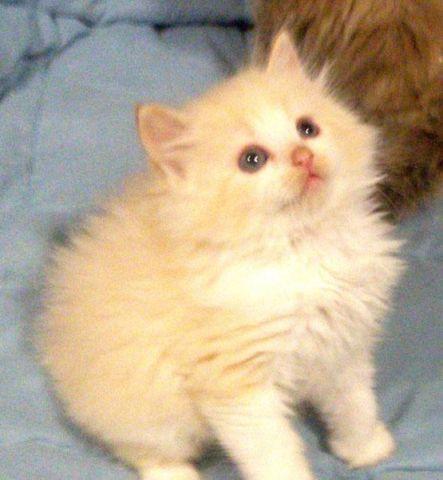 Adorable Ragdoll kittens Blue, Seal, Bicolor and Mink