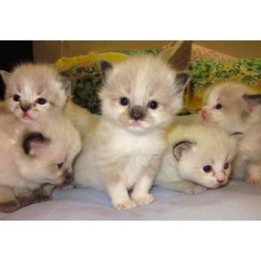 Adorable Ragdoll Kittens For Sale!