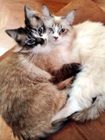 Adorable Ragdoll Kittens for sale
