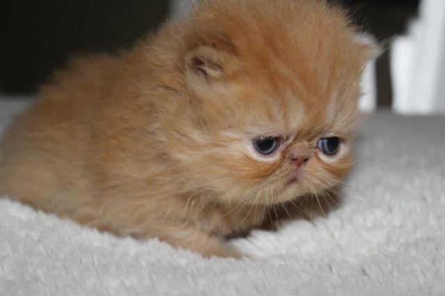 Adorable Red Female Persian Kittens - Available for Reserve