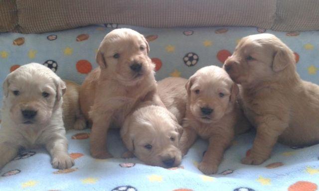 Adorable reds and creams!! Golden Retriever pups!!