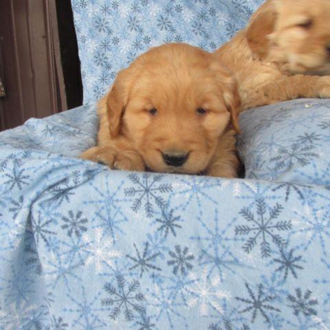 Adorable Registered Golden Retriever Puppies