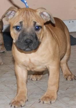 Adorable Registered Purebred American Bully Puppies Available