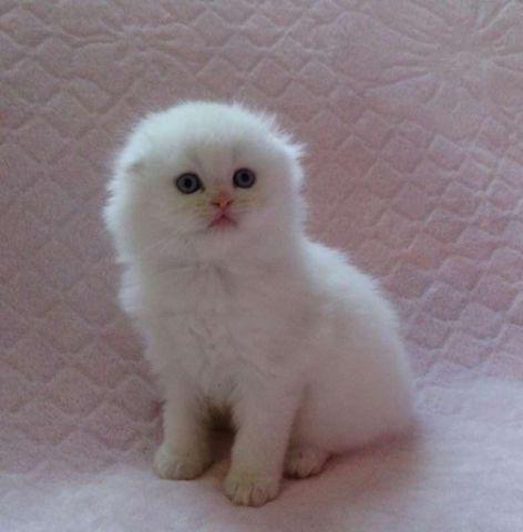 Adorable Scottish Fold kitten