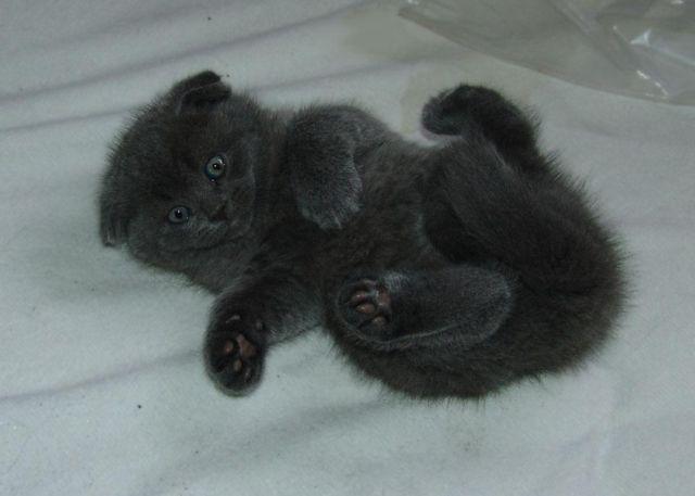 Adorable Scottish fold kitten