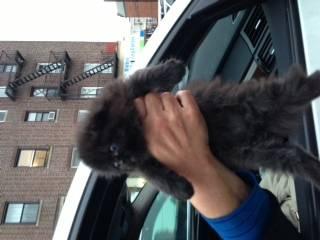 Adorable Scottish fold kitten for sale