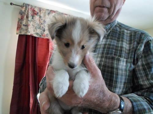 Adorable Sheltie Puppies AKC Ready for Their New Homes