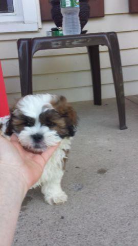 Adorable Shih Poo puppy (male)- 9 weeks old