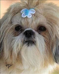 Adorable Shih Tzu's for sale.