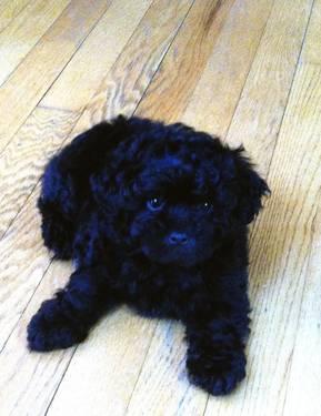 Adorable Shihpoo Puppy - All Black Male