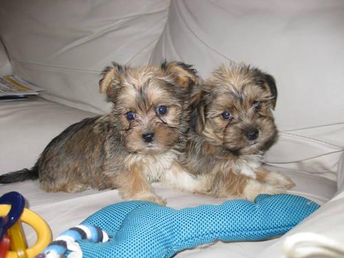 Adorable Shorkie Puppies!