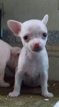 Adorable Short Hair Chihuahua - Born 7/11/13
