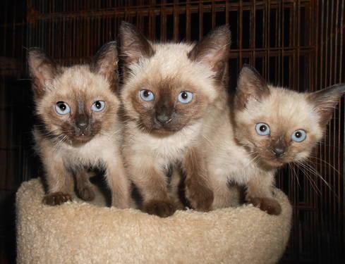 Adorable Siamese Kittens