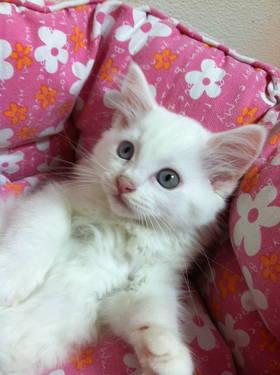 Adorable Siamese/Ragdoll kitten needs a new home