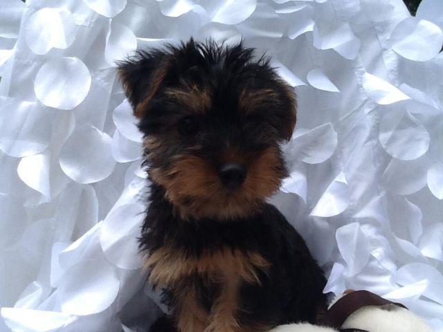 Adorable Silky Terrier Puppies!
