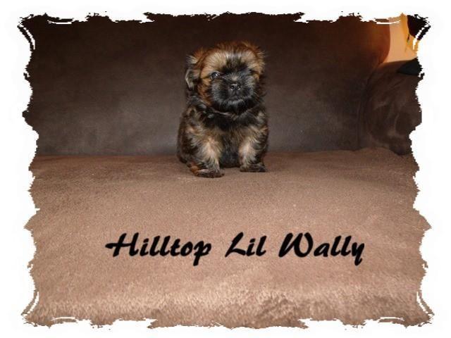 Adorable Small Shih Tzu Puppy