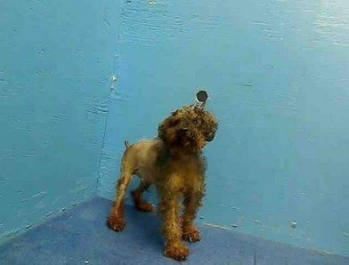 Adorable sr min poodle Reina in danger@Brooklyn kill shelter