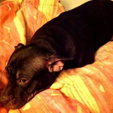 Adorable Staffie terrier female pit